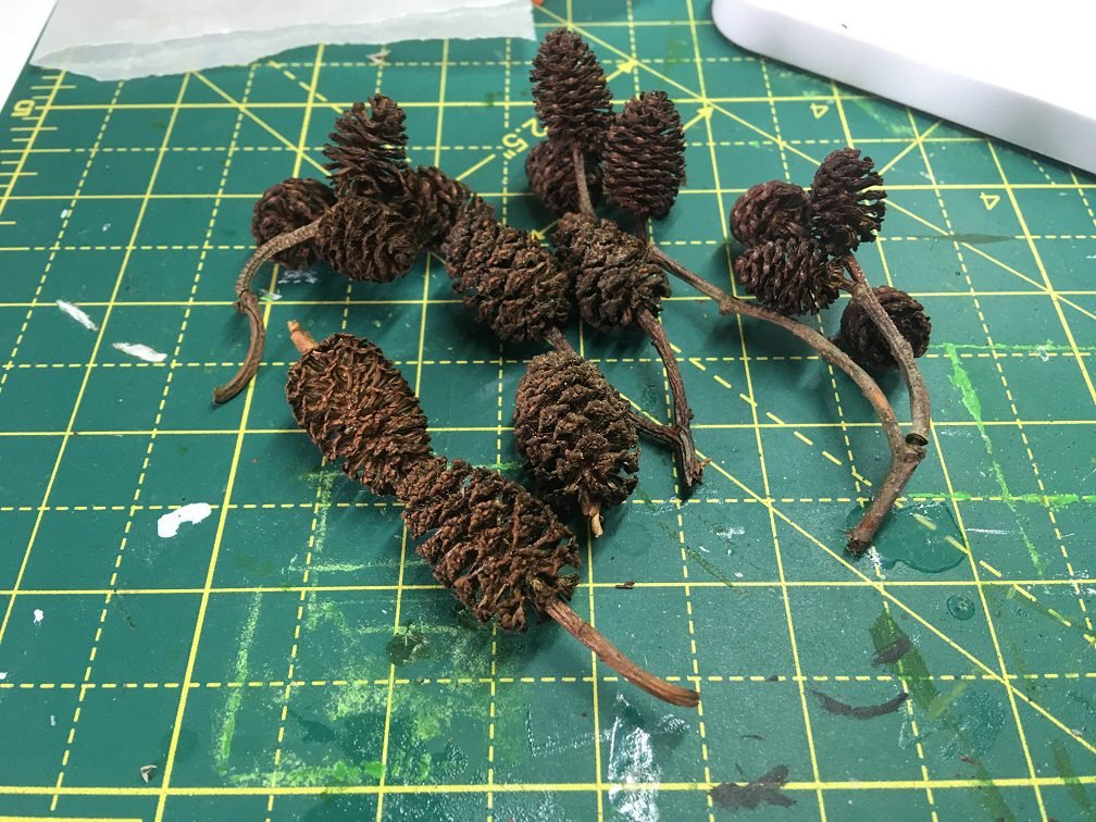 Pine cones